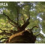 Listone Giordano Las Fontaines cykl życia lasu