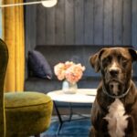 Mat. MIKOŁAJSKAstudio, fot. Karola Kleszczyka (5)