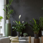 Tomaszewski_Rośliny_2