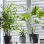 Tomaszewski_Rośliny_4