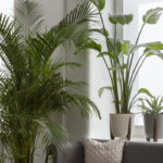 Tomaszewski_Rośliny_7