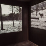 FOREST biurokreacja 28 Duży